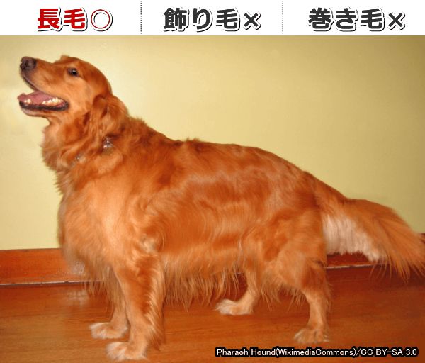 「FGF5」に変異を持った犬は被毛が長く伸びる