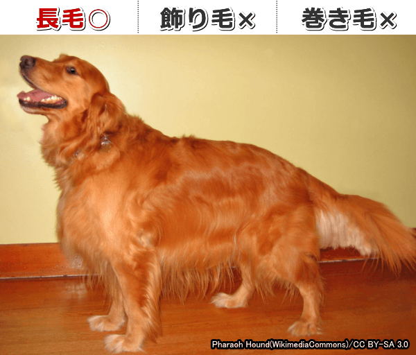 「FGF5」に変異を持った犬は被毛が長く伸びる