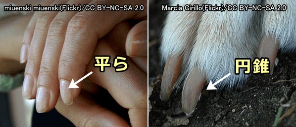 人間の爪と犬の爪の比較