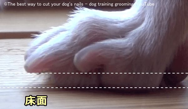 犬の理想的な爪の長さは立った時に爪の先が床につかない程度