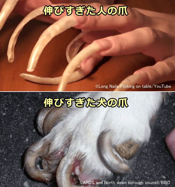 犬の爪は切らないと際限なくどんどん伸びていく