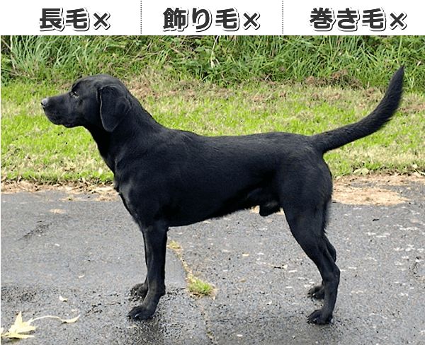 「長毛」「飾り毛」「巻き毛」を持たないワイルドタイプの犬