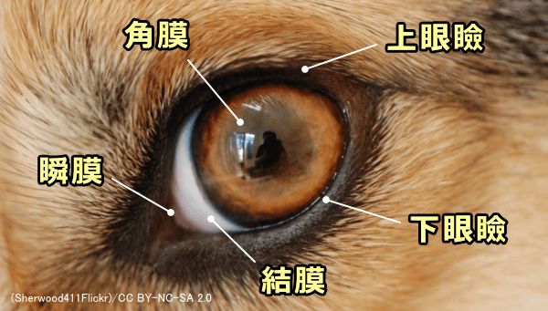 犬の目の病気をチェックするときは事前に見るポイントを抑えておく