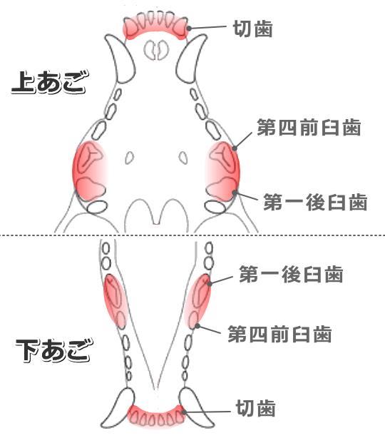 小型犬の口内には歯周病を発症しやすい部位があると考えられる