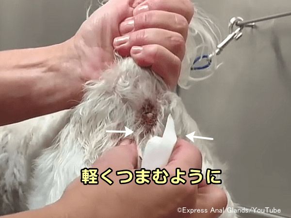 犬の肛門嚢に分泌液が溜まっているかどうかをチェックする際はまず指で挟んでみる