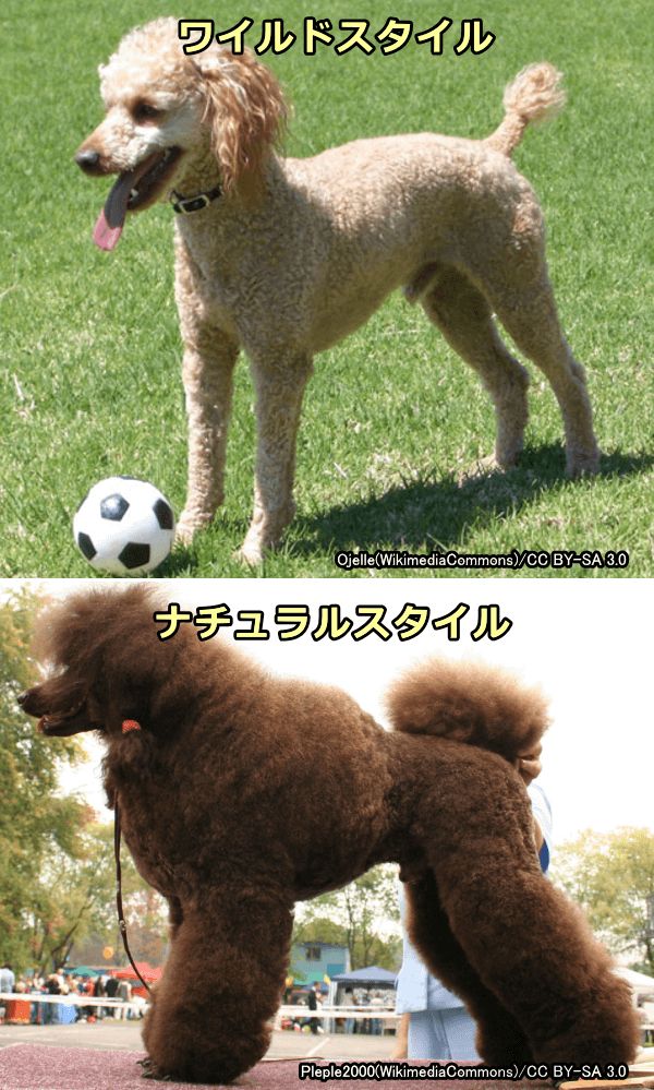 巻き毛犬種の被毛の長さを両極端にした比較写真