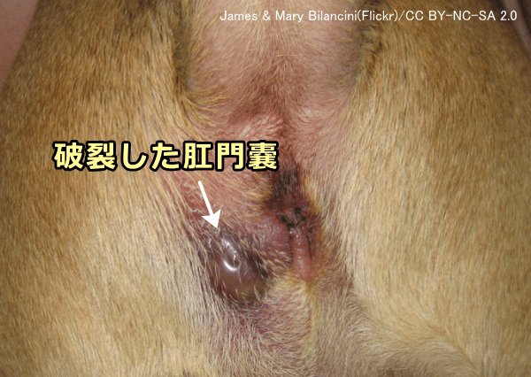 肛門嚢にたまった分泌液を搾り取らずに長期間放置していると破裂が起こる