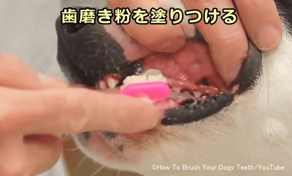 犬用歯磨き粉には犬が好む味付けがなされている