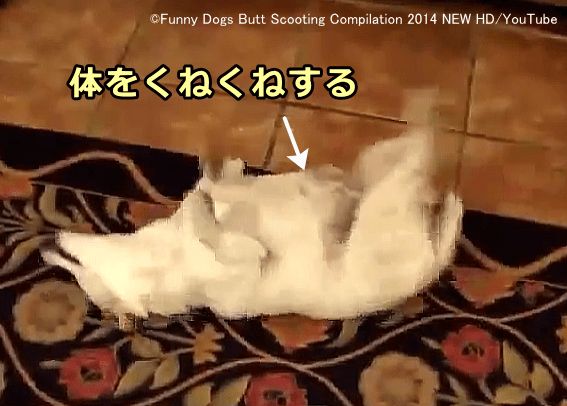 肛門嚢に分泌液がたまった犬は仰向けになってヘビのようにクネクネと体をよじる