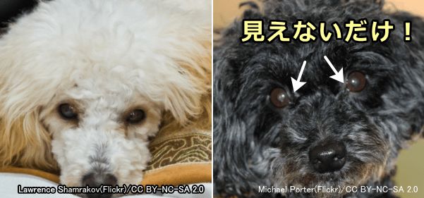 被毛が黒い犬は涙やけを起こさないのではなく目立たないだけ