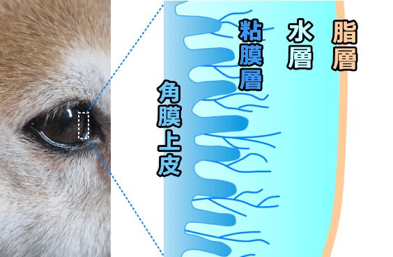 犬の涙膜は3層構造で角膜を守る