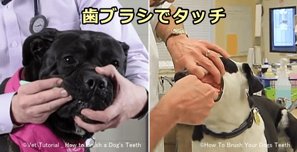 犬が抵抗しないよう歯ブラシの先の感触に歯茎を慣らせておく