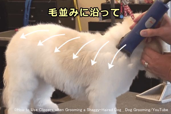 犬 カット の 仕方 バリカン