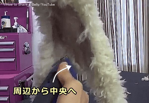 メス犬の性器周辺の被毛は外側から中央に向かってバリカンをかけていく