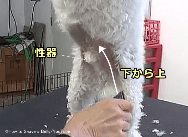 オス犬の腹部の被毛は下から上に向かってバリカンをかけていく