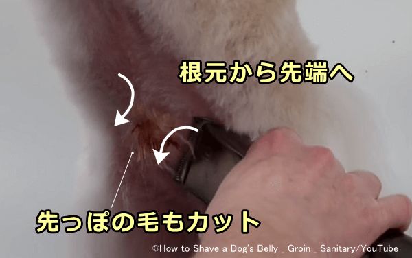 オス犬のペニス周辺の被毛は根元から先端に向かってバリカンをかけていく