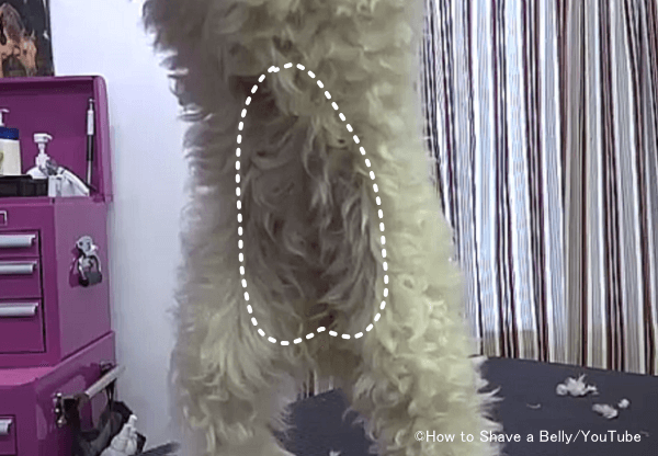 犬の腹部の被毛は地肌を傷つけないように気をつけながらバリカンをかけていく