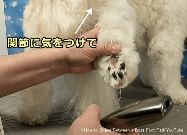 犬の肉球を握る時は無理に足を拗じらないこと