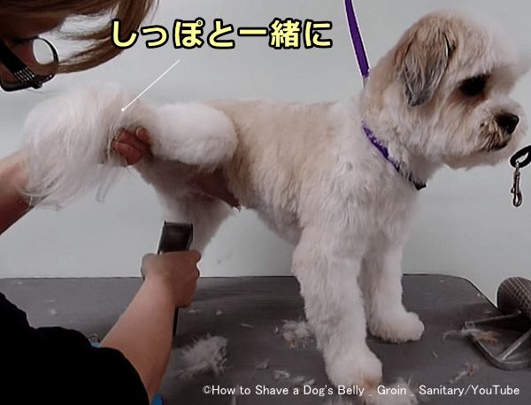 犬の内ももの被毛は片足を上げてバリカンをかけていく