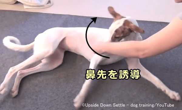 犬の鼻先を後方に誘導すると自然と体が倒れる