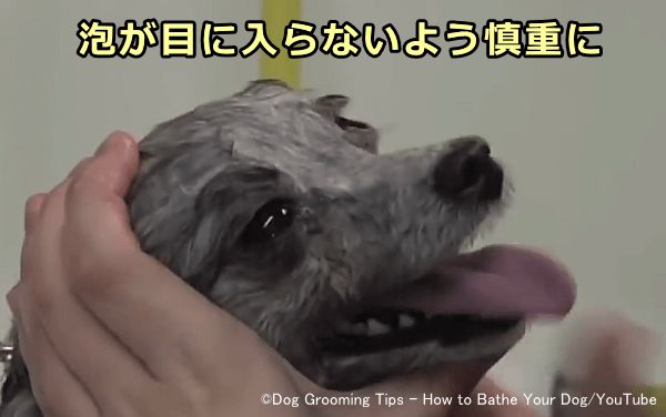 犬の顔周辺を洗うときはシャンプーが目に入らないよう注意