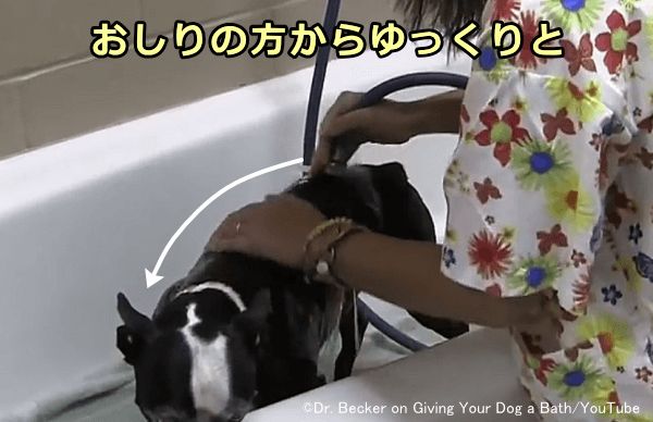 犬の体を濡らすときはおしりの方からゆっくりと