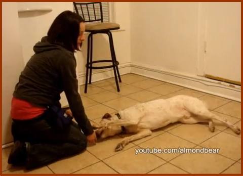 犬が体を横たえてじっとしていたタイミングでごほうびを与え、行動を強化する