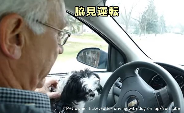 犬に気を取られると脇見運転になりやすい