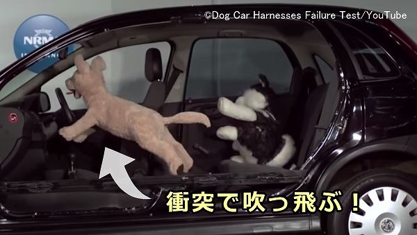 ドッグフレンドリーカーは事故による犬へのダメージを軽減してくれるわけではない
