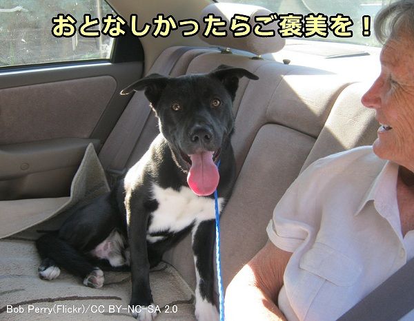 車の運転中、犬が騒がずにじっとしていたタイミングを見計らってご褒美を与えること
