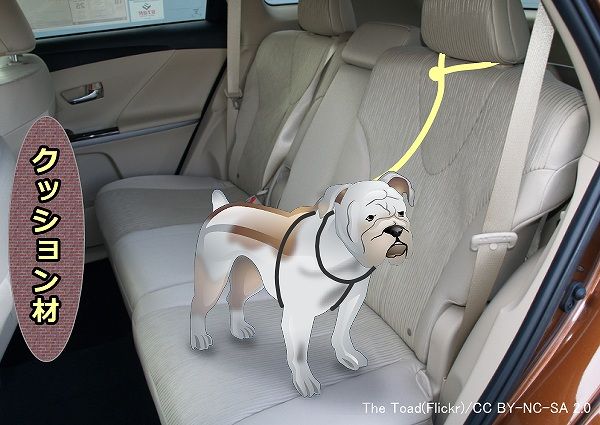 犬をハーネスにつないで車に乗せるときの注意点