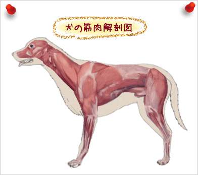 犬の筋肉解剖図