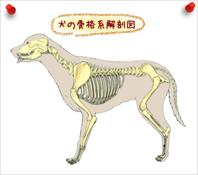 犬の骨格解剖図