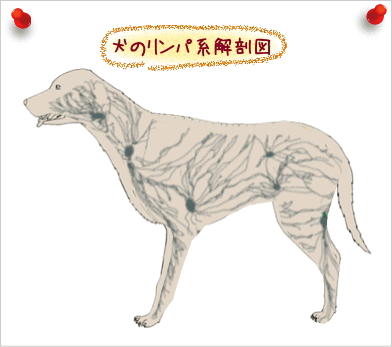 犬のリンパ系解剖図