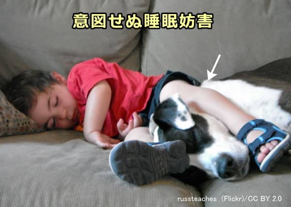 犬と一緒に寝ている飼い主の多くは意図せず犬の睡眠を妨害している