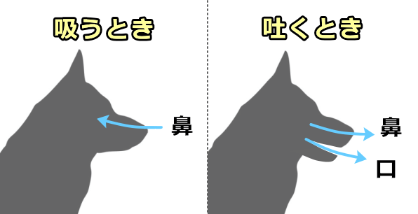 犬の呼吸パターン～鼻から息を吸って鼻と口から出す