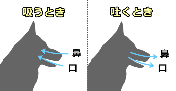 犬の呼吸パターン～鼻と口から息を吸って鼻と口から出す