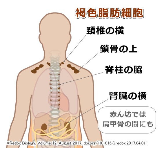 人間の体内における褐色脂肪細胞の位置