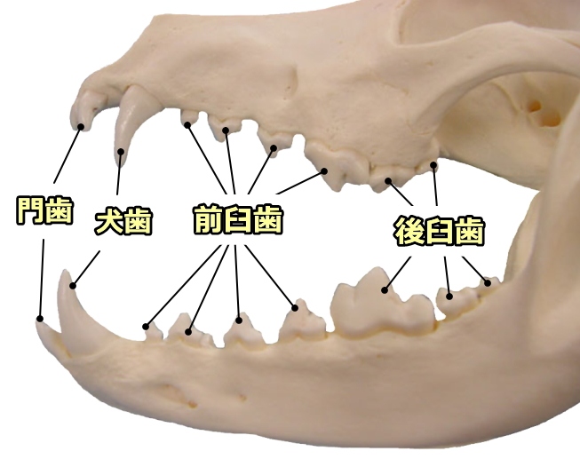 犬の歯の種類は門歯、犬歯、臼歯に大別されます。