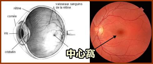 人の眼球断面図と中心窩の位置