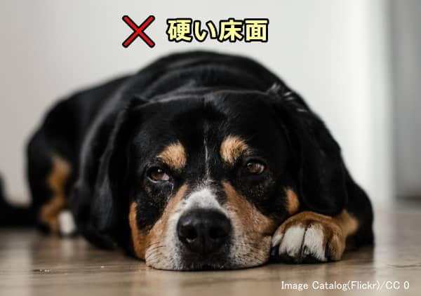 床に直接接する寝方では犬の体温調整が難しくなる