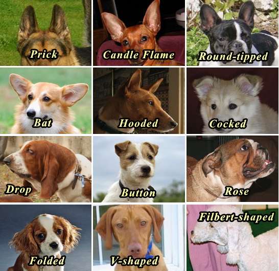 犬の耳の形12種一覧表