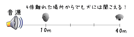 人間のおよそ4倍の聴力を持つといわれる犬。人間が10メートル地点でようやく聞き取れる音を、およそ40メートル離れていても聞き取れるといいます。