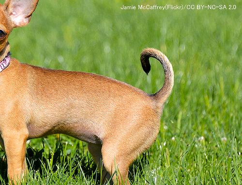 犬の尾としっぽ 完全ガイド 構造 タイプから動きの表す感情まで図解 子犬のへや