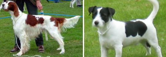 パーティカラーの犬種一覧