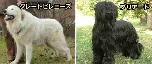 狼爪が犬種標準として採用されているグレートピレニーズとブリアード