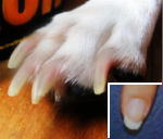 この写真では犬のクイックと爪部分が明確に区別できます