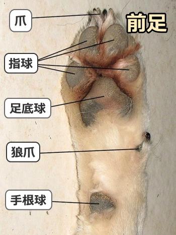 犬の足の裏を見ると、この写真のような位置関係で肉球が付着しています