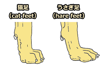指の先端が小さいのが特徴な猫足（cat feet）、および中間2本の指が長いのが特徴のうさぎ足（hare feet）の図解