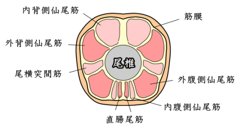 犬の尾としっぽ 完全ガイド 構造 タイプから動きの表す感情まで図解 子犬のへや